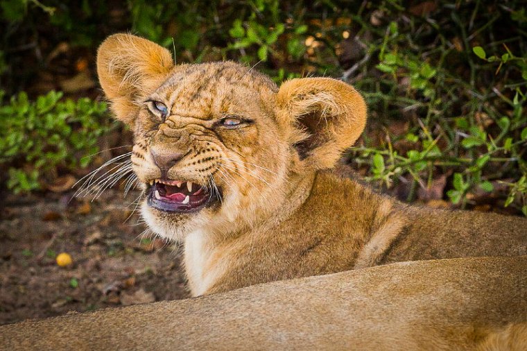 133 Zambia, South Luangwa NP, leeuw.jpg